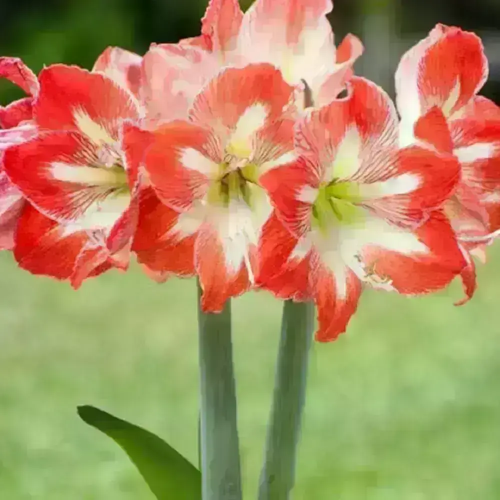 Magnólia no paisagismo: como ter flores perfumadas o ano todo