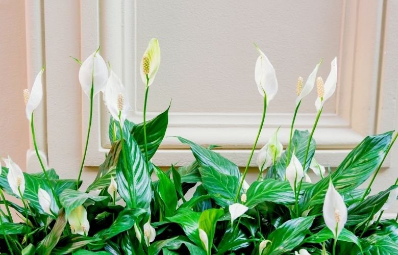 Manacá-da-serra: a árvore que muda de cor e embeleza seu jardim