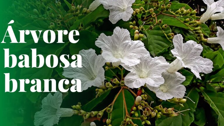 arvores com flores brancas