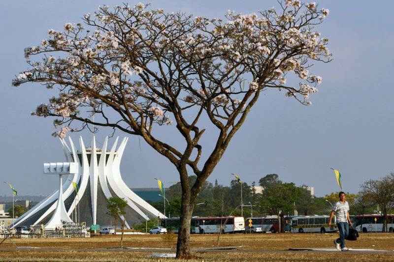 Manacá-da-serra: a árvore que muda de cor e embeleza seu jardim