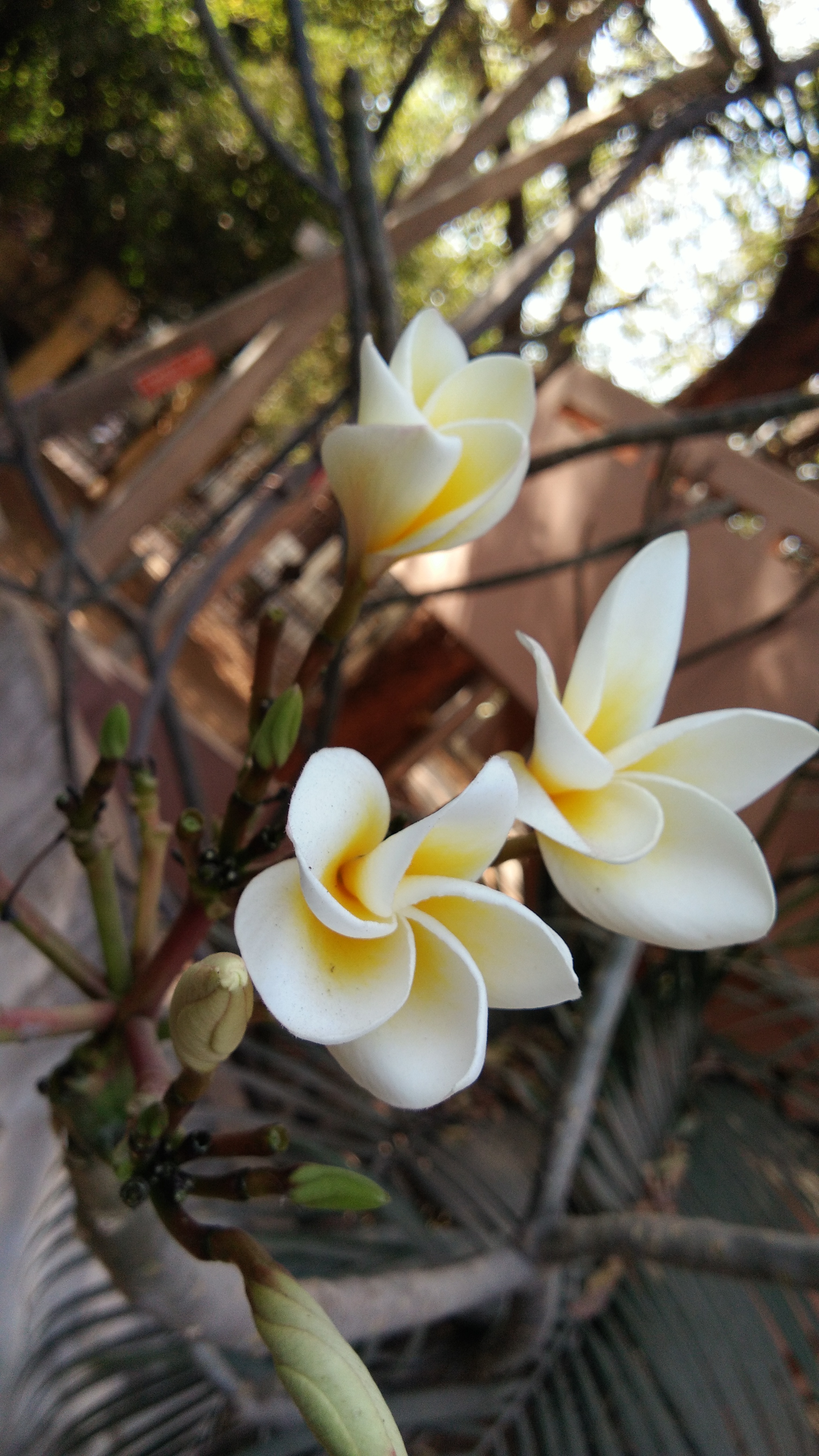 arvores com flores brancas