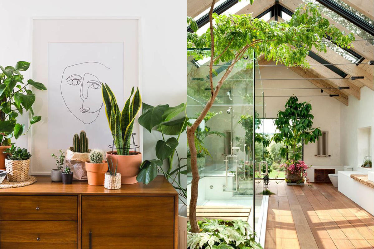 arvores e a arquitetura biofilica