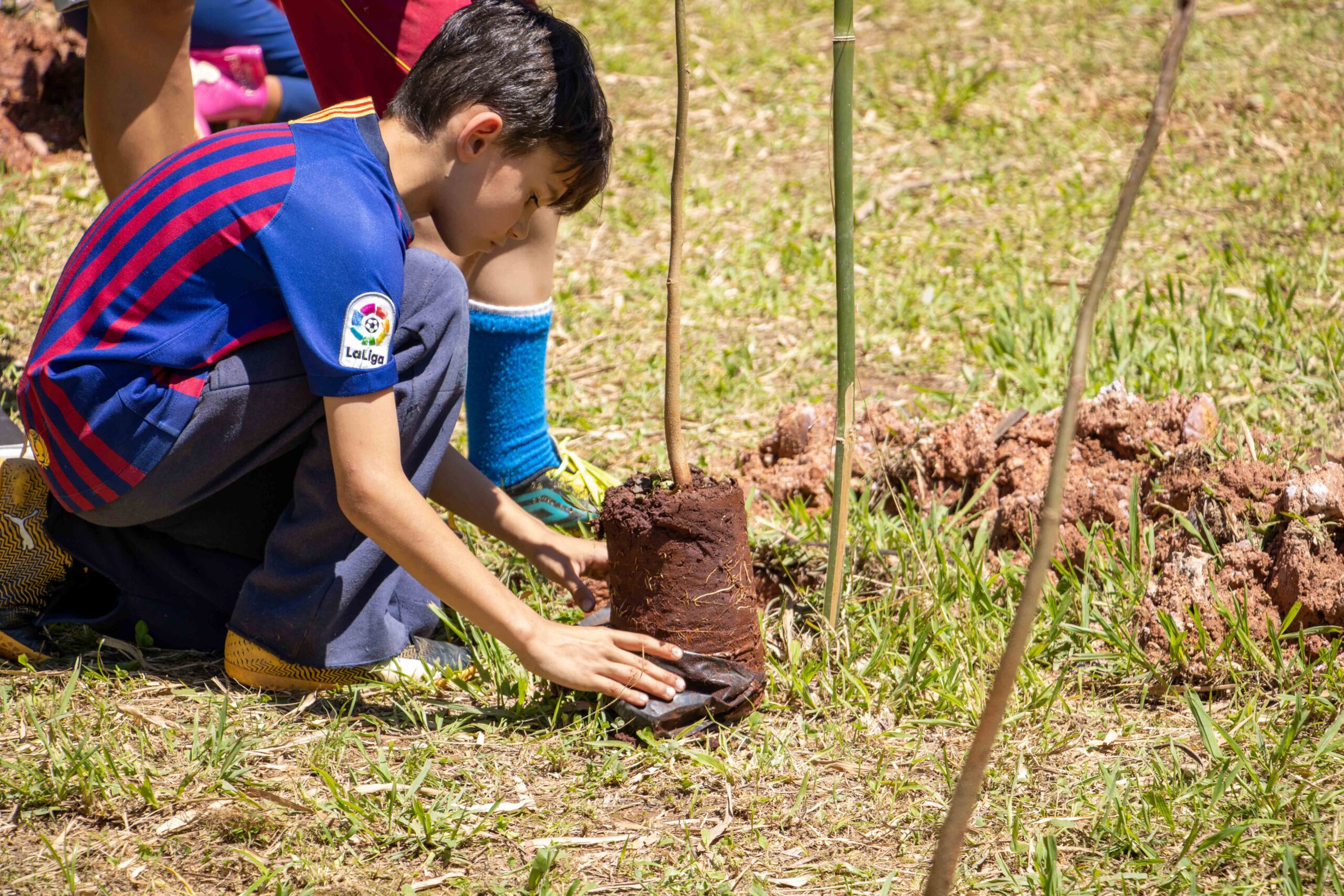 O Papel das Raízes na Prevenção da Erosão do Solo