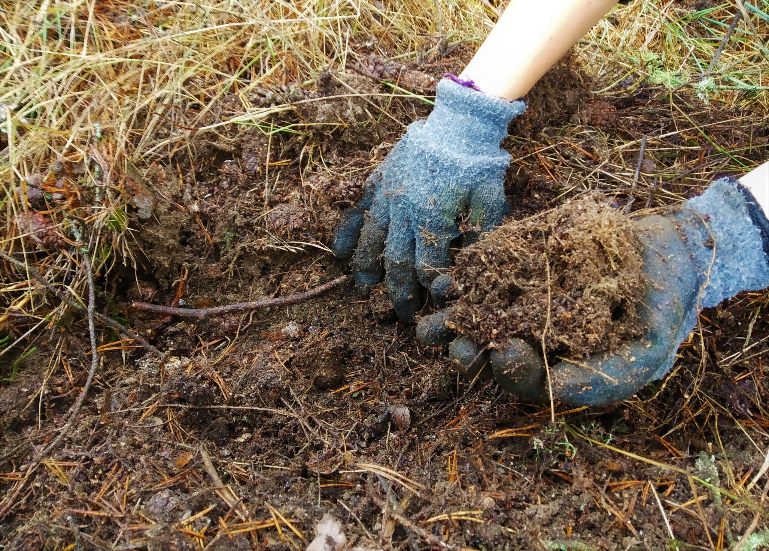 Integração Lavoura-Pecuária-Floresta (ILPF): Um Guia Completo