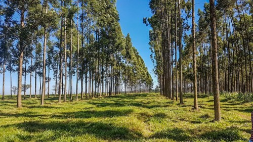 Integração Lavoura-Pecuária-Floresta (ILPF): Um Guia Completo