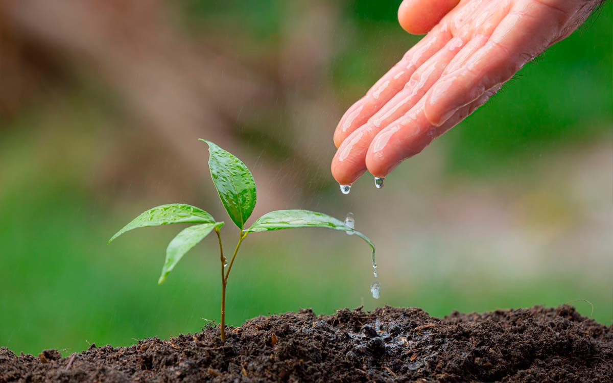 Como a Matéria Orgânica das Árvores Aumenta a Fertilidade do Solo