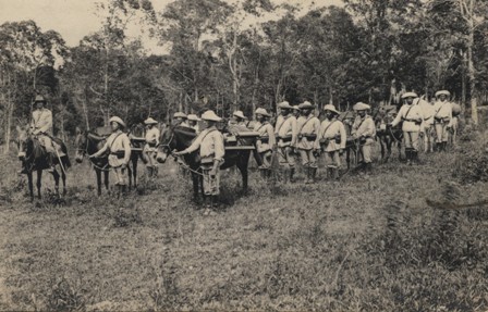 árvores e a guerra do contestado