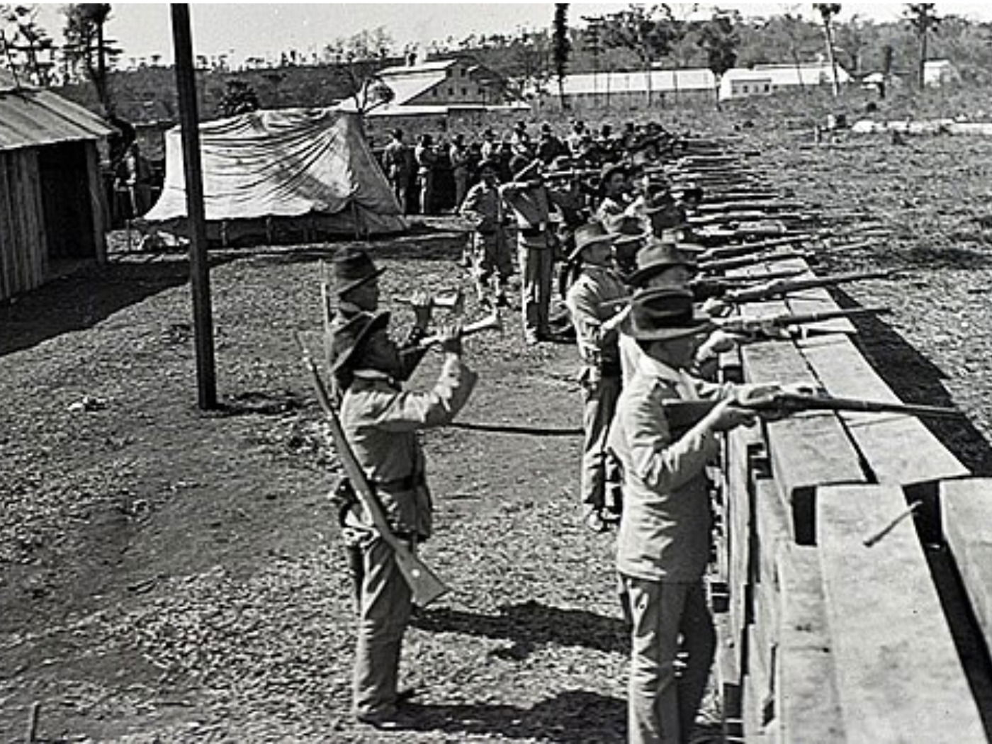 árvores e a guerra do contestado