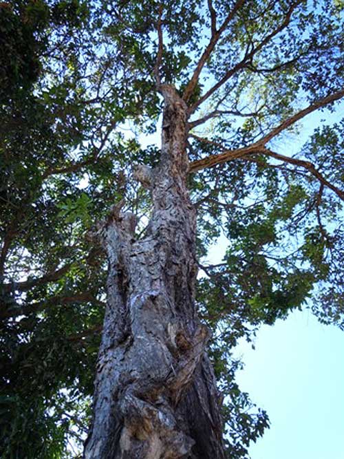 1. A Relação Entre a Exploração Florestal e a Guerra do Contestado
2. O Papel da Erva-Mate no Conflito do Contestado
3. Impactos Ambientais da Guerra do Contestado: Um Legado de Desmatamento
4. A Floresta: Obstáculo e Abrigo na Guerra do Contestado
5. A Southern Brazil Lumber & Colonization Company e o Início da Devastação