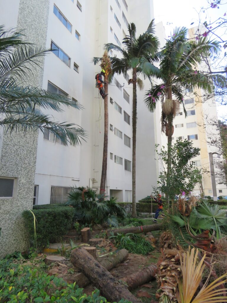 Como obter autorização ambiental para poda de árvores em condomínios