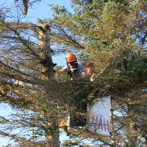 Passo a passo para emitir um laudo técnico de risco arbóreo