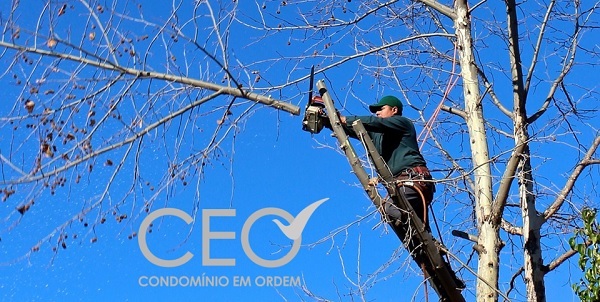 Entenda os direitos de vizinhança em relação a árvores limítrofes