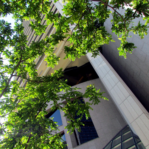 Responsabilidade civil do condomínio: o que fazer em caso de queda de árvores