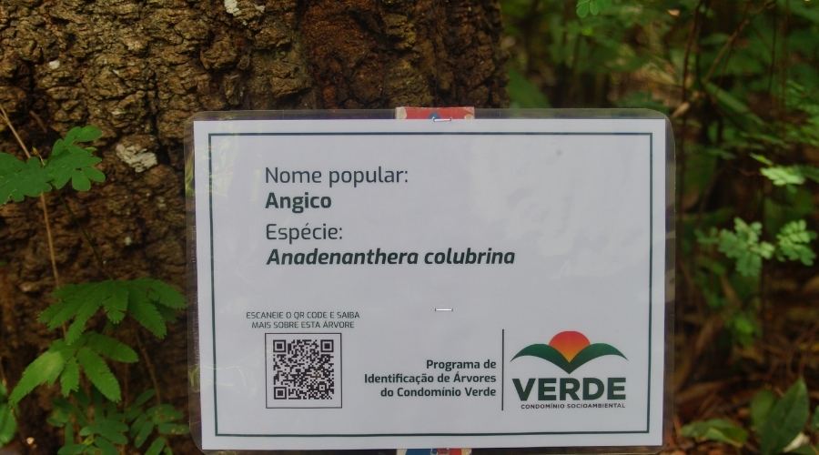 Dicas para a manutenção preventiva de árvores em condomínios