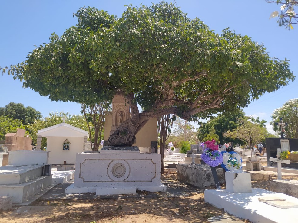 árvores em cemitérios famosos