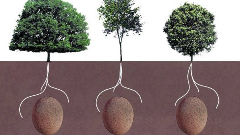 A História do Cipreste na Toscana e Grécia