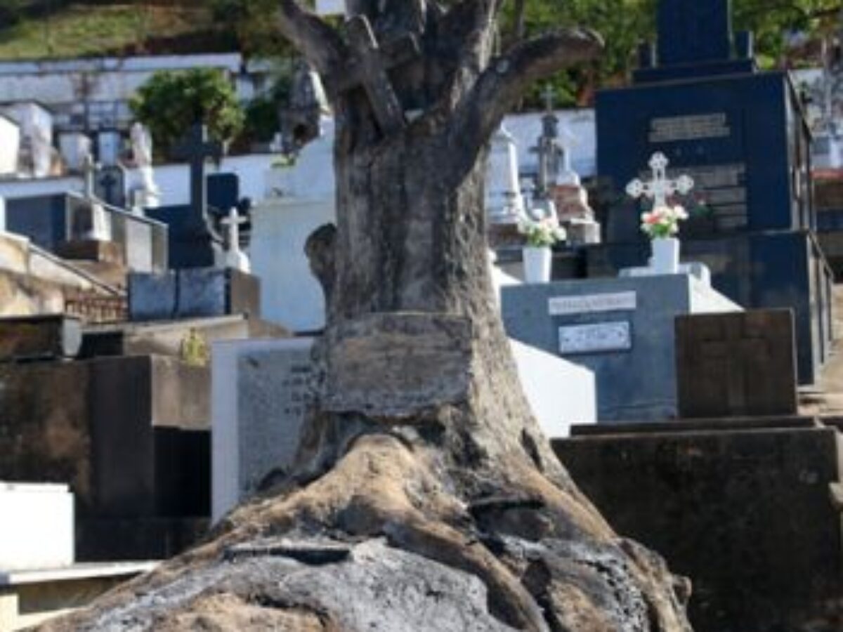 Guia do Cemitério Père Lachaise: Árvores e Personalidades