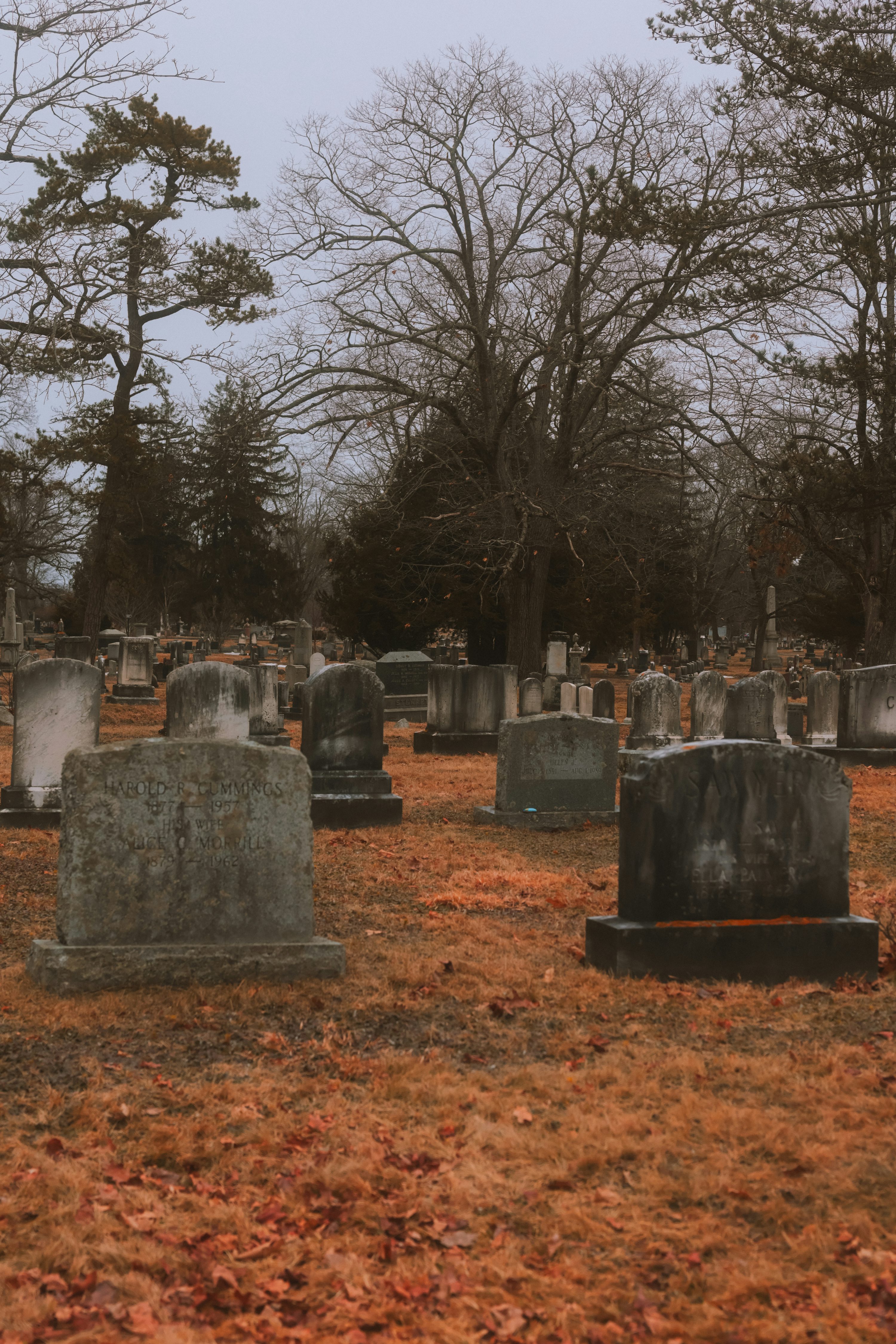 árvores em cemitérios famosos