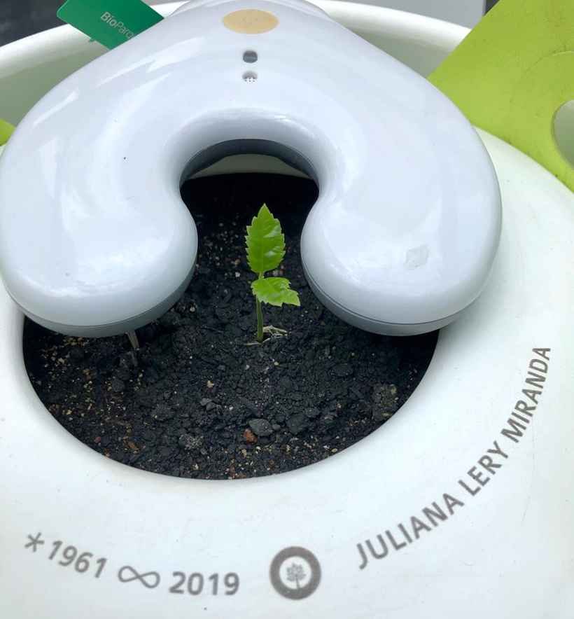 Cemitérios Verdes: O Futuro do Sepultamento