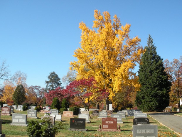 Cemitérios Verdes: O Futuro do Sepultamento