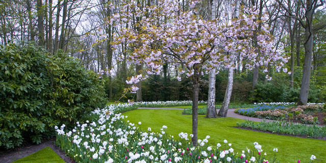 Cemitérios Verdes: O Futuro do Sepultamento