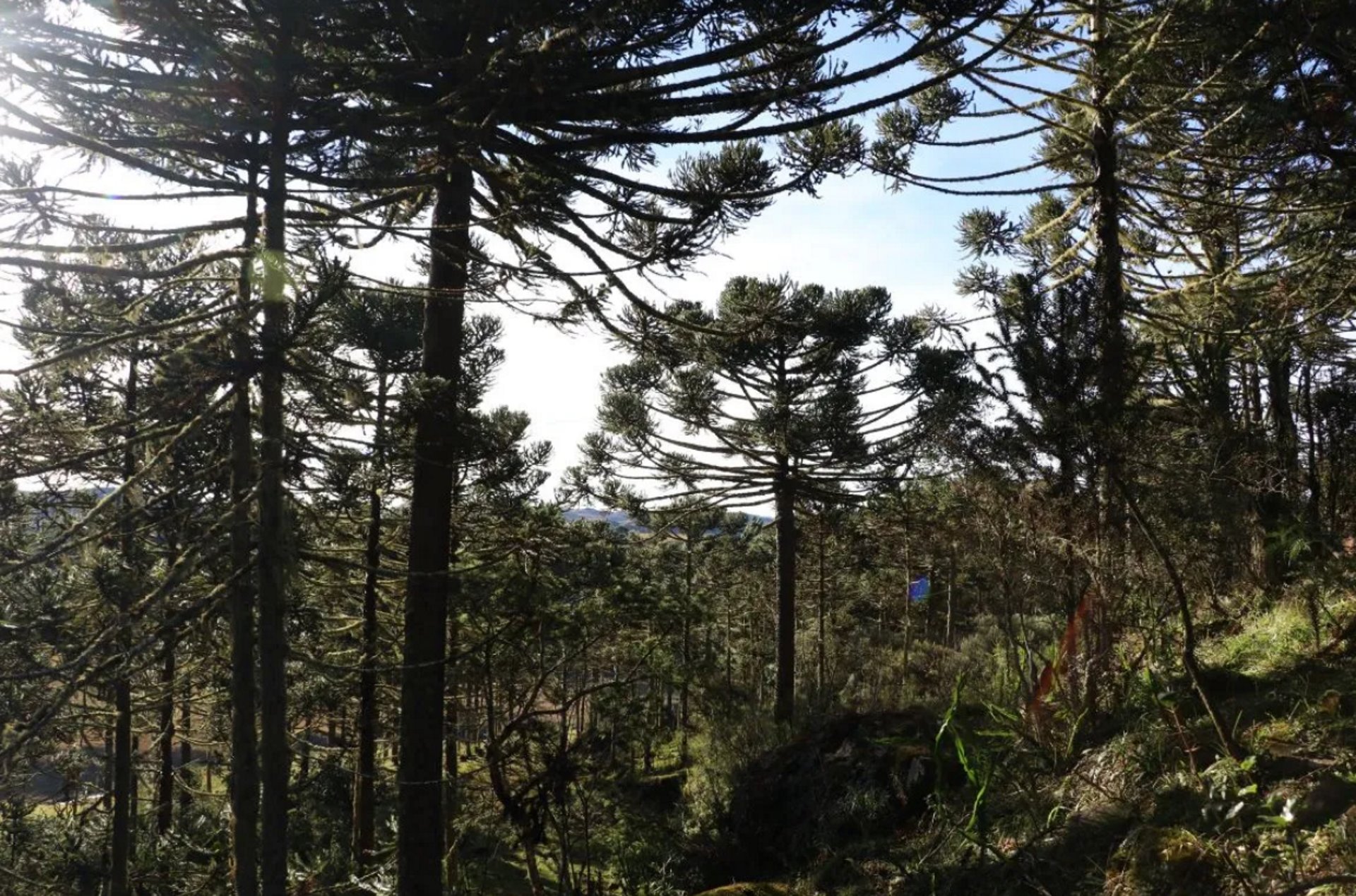 arvores em musicas brasileiras