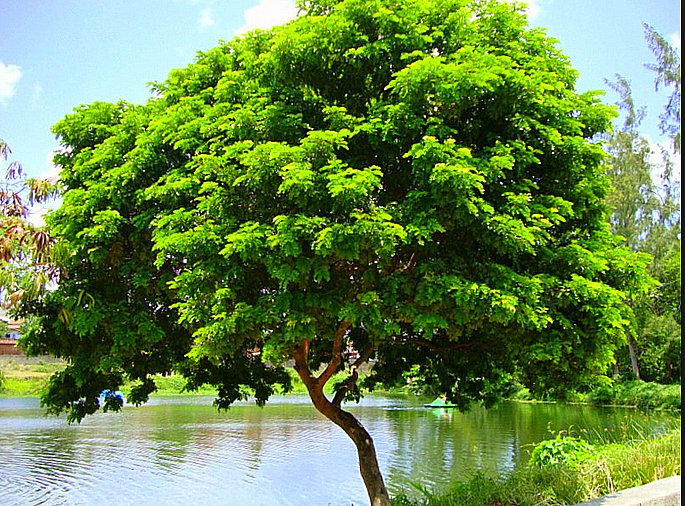 Do Ipê ao Oricuri: A Representação da Flora na MPB por Região