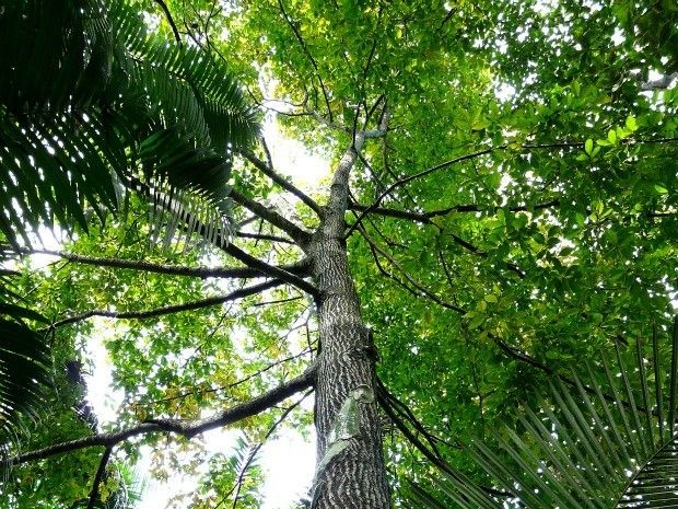 Música e Consciência Ambiental: Canções Brasileiras Contra o Desmatamento