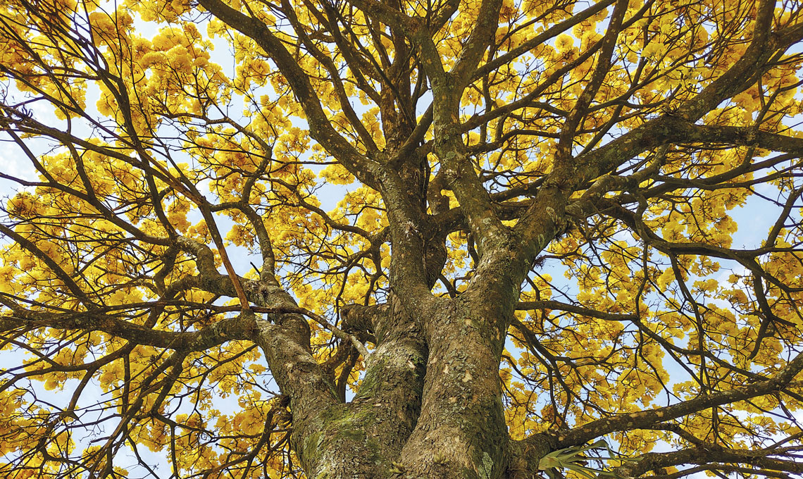 As 10 Espécies de Árvores Mais Cantadas na Música Brasileira