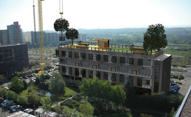 As melhores espécies de árvores para florestas verticais