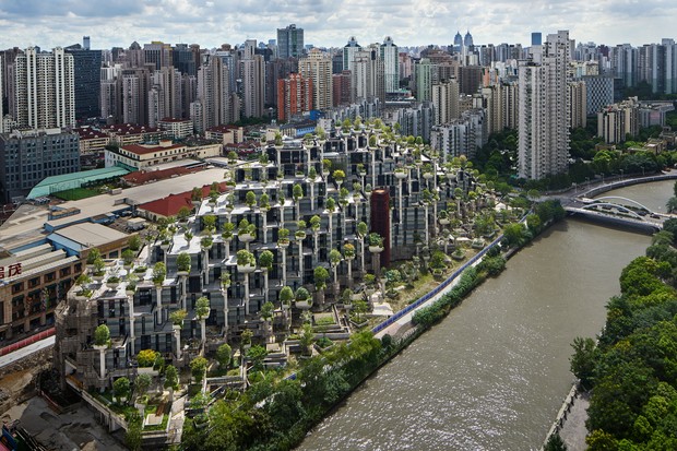 As melhores espécies de árvores para florestas verticais