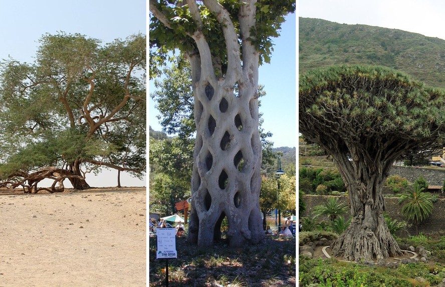 arvores famosas da historia