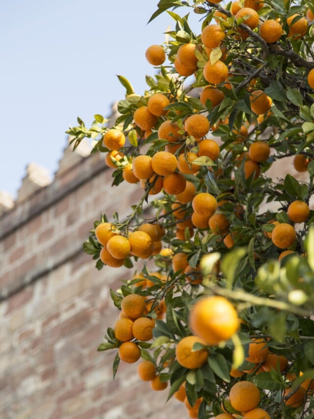arvores frutiferas em calçadas