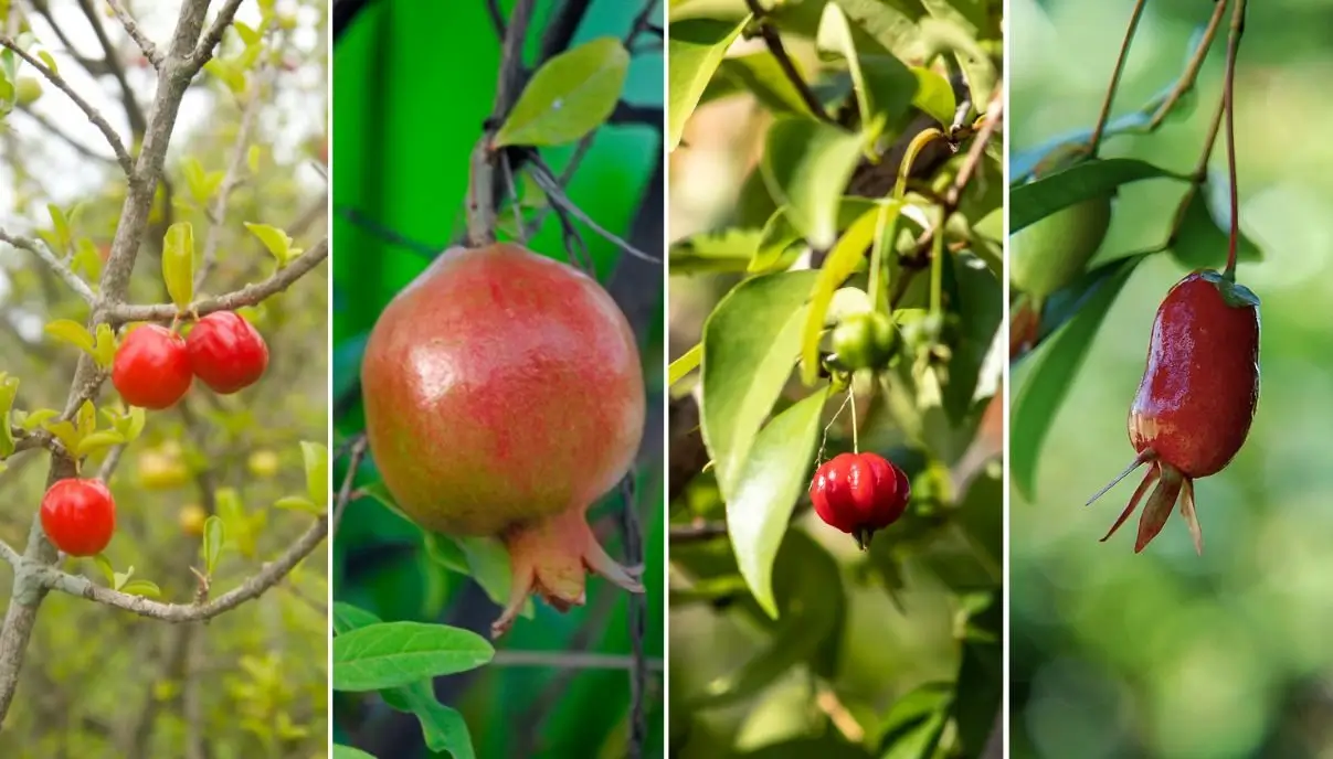 Árvores de Pequeno Porte para Evitar Danos à Rede Elétrica