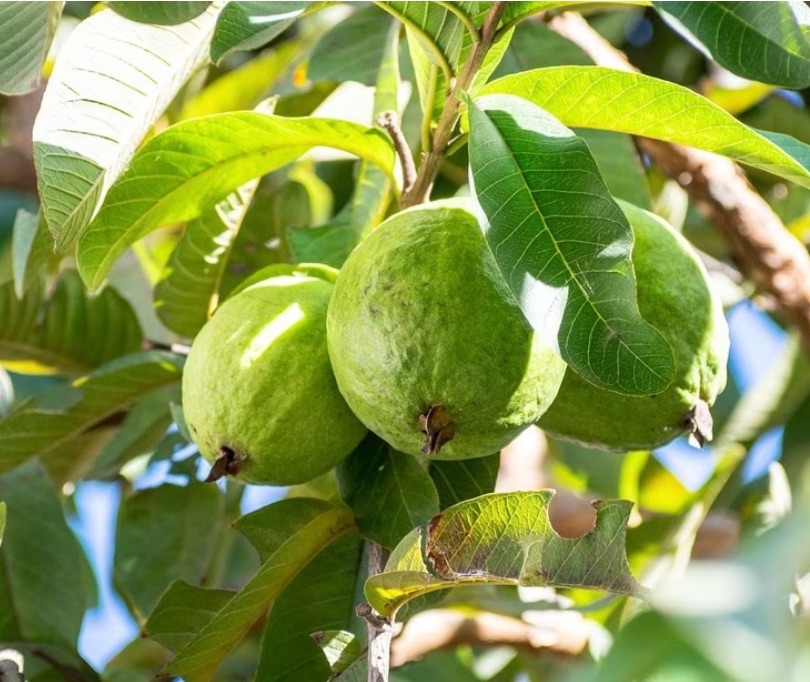 Como Obter Mudas Gratuitas da Prefeitura para Plantio Urbano