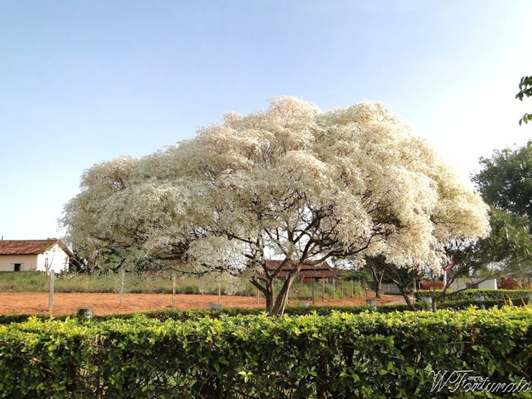 Entenda o Código Civil Sobre Frutos Caídos em Terrenos Vizinhos