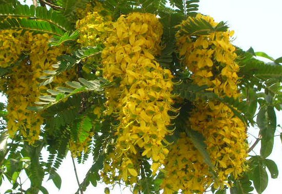 Árvores de Pequeno Porte para Evitar Danos à Rede Elétrica