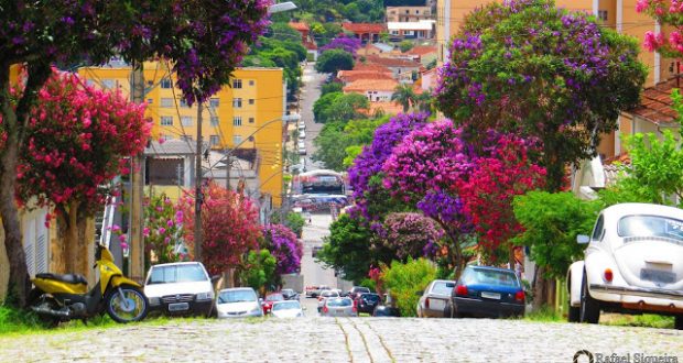 Guia Completo de Frutíferas Nativas para Calçadas