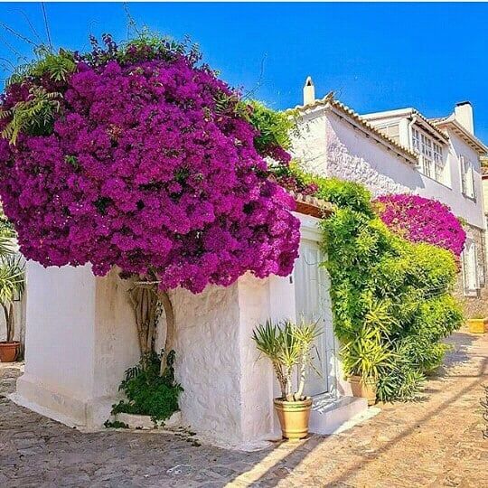 Como Obter Mudas Gratuitas da Prefeitura para Plantio Urbano