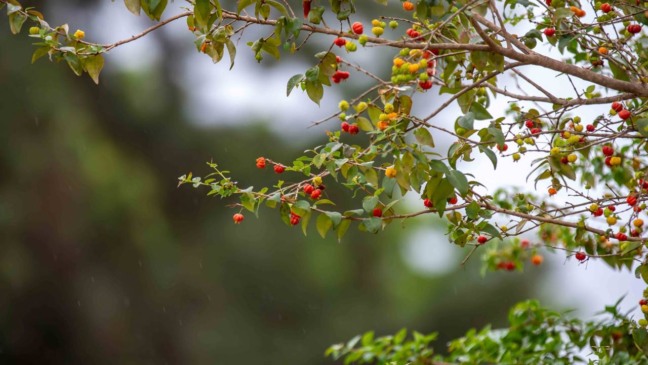 Planejamento de Espaço: Medidas Essenciais para Plantar Árvores em Calçadas