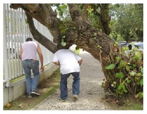 arvores frutiferas em calçadas