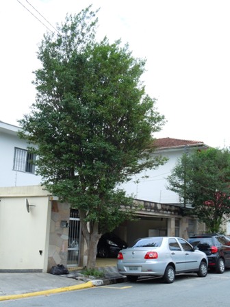 Entenda o Código Civil Sobre Frutos Caídos em Terrenos Vizinhos