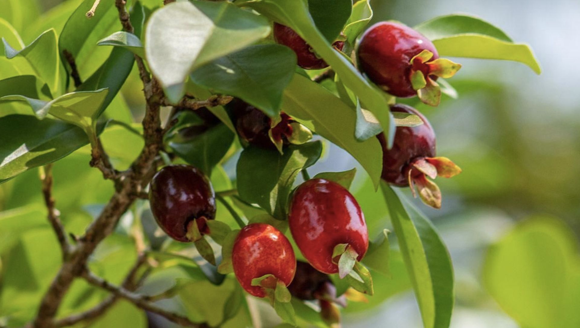 Guia Completo de Frutíferas Nativas para Calçadas