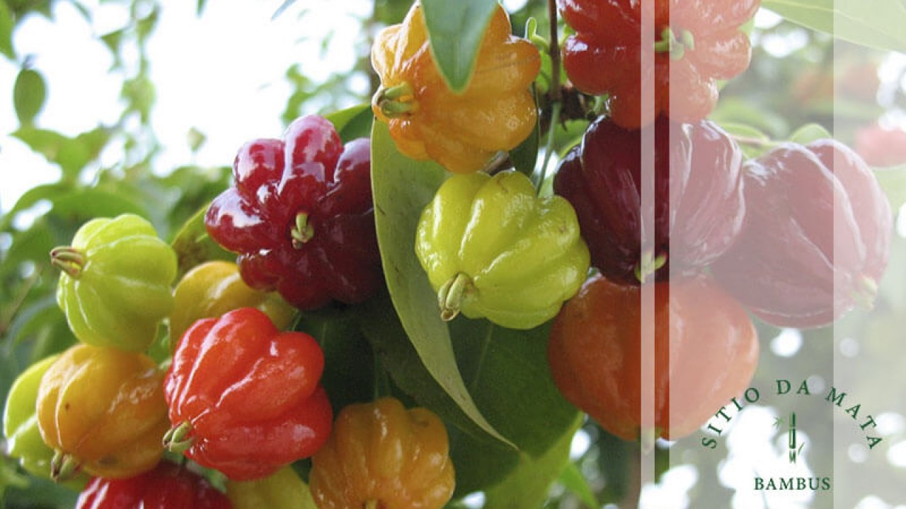 Como Obter Mudas Gratuitas da Prefeitura para Plantio Urbano