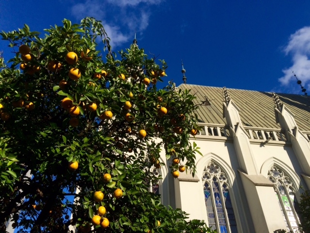 Entenda o Código Civil Sobre Frutos Caídos em Terrenos Vizinhos