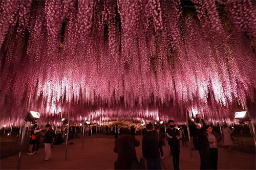 Descubra a Magia das Cerejeiras no Japão