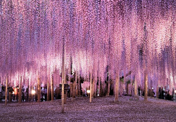 Como Cuidar do Seu Ipê-Amarelo: Guia Completo