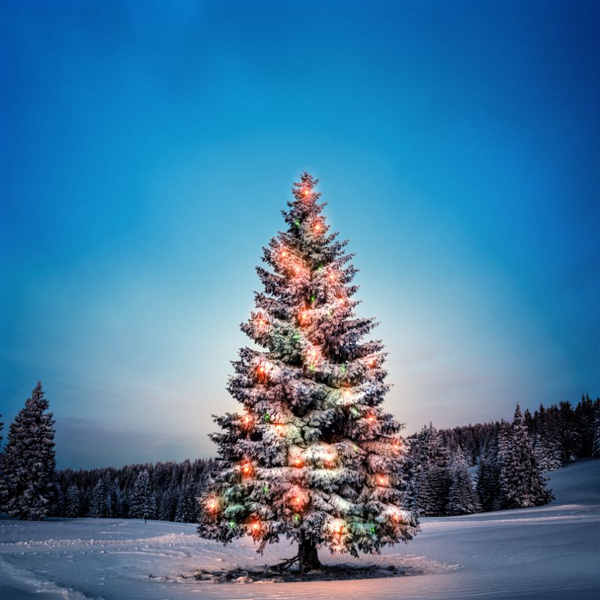 Guia de Árvores Nativas do Brasil para Paisagismo