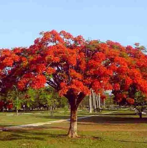 As Árvores Mais Antigas do Mundo e Suas Histórias