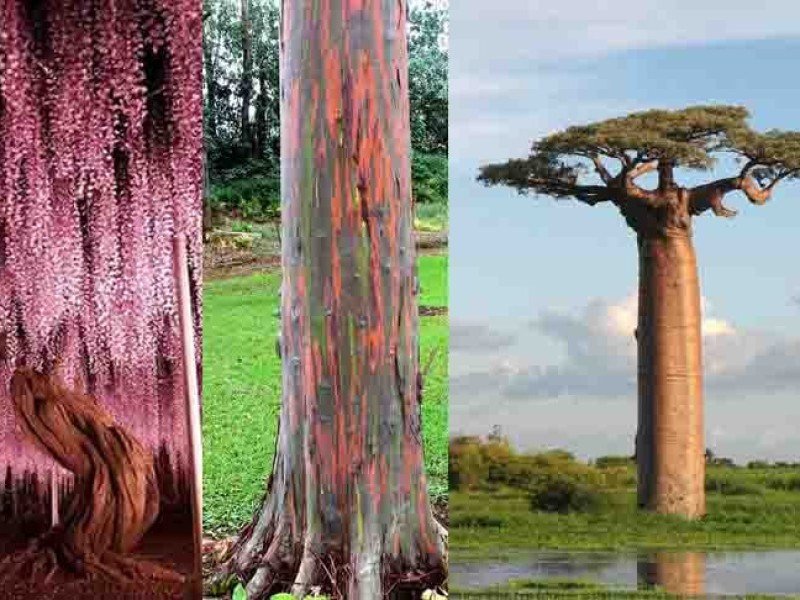 Guia de Árvores Nativas do Brasil para Paisagismo